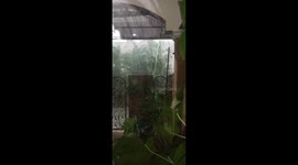 Unexpected thunderstorm delight: a rainy glimpse for distant parents