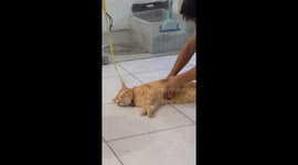 Persistent sleepiness: the tenacious cat who defies gravity