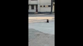 Tender yet firm: mother dog imparts valuable lesson to playful pup in Vietnam