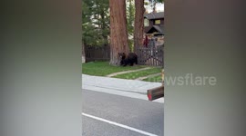 Good Samaritan cop talks terrified male bear into safely reaching other side of road