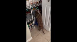 Blind dachshund's brave pantry raid: Charlie's culinary adventures unleashed!