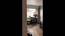 Dog Thinks He is A Werewolf When Owner Leaves For Shopping With Car