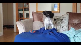 Jax the puppy breaking out of his blanket and giving a goofy smile to the camera.