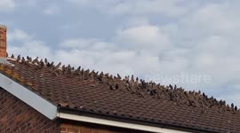 A murmuration of Starlings, both young and old, landed on all the neighbours houses