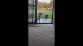 My dog singing to the accordion