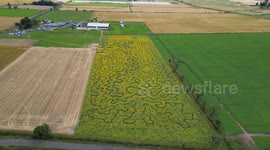 Farmer grows 250,000 sunflowers to make trail