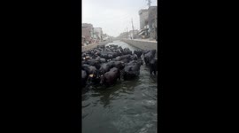 Baflooo in black water in the small River  try too sit down