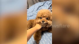 The 'world's happiest dogs' have gone viral for their adorable smiles