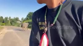 Loyal elephant charges over to help caretaker pretending to be hurt on road