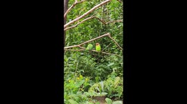 Parrot Has a Little Too Much Fun on Tree Branch