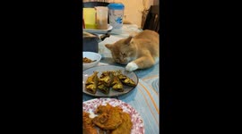 Cat Tries to Sneak a Tasty Treat