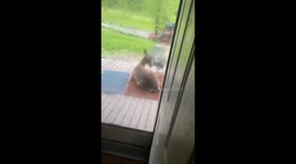 Puppy Just Wants To Play With Deer