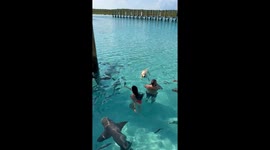 Nurse Sharks Swim With Dog