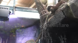 Two otters work together to reach the food inside a cage