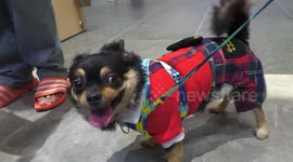 Dogs and Cats at Pet Expo 2023, Bangkok's Premier Pet Trade Event