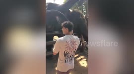 Elephant whacks tourist with its trunk while she poses for picture