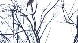 Did you get drunk? Did you get drunk? Is this bird the breath-holding champion of the world?