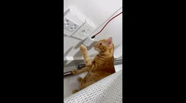 Playful cat messing around with an electrical outlet.