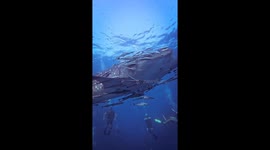 Whale shark harmony: symbiotic dance with striped remora fish in Koh Tao's waters