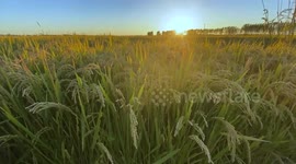 China steps up efforts to restore agricultural production in flood-ravaged areas
