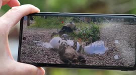 4th birthday of panda twins celebrated at Belgian zoo