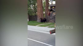 Good Samaritan Cop Pep Talks Terrified Male Bear Into Safely Reaching Other Side Of Road In Truckee, CA, USA