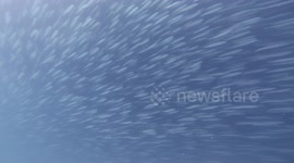 Shark glides through massive shoal of sardines during the 2023 Sardine run in South Africa