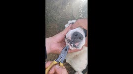 Quills Pulled From Dog's Face