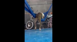 Dog Gets Tangled Up In Hammock