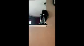 Hungry-Eyed Cat Watches Fish