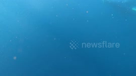 Humpback whale stares at a snorkelers and performs an elegant turn before disappearoing into the blue