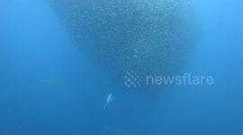 Sharks penetrates cylinder-shaped bait ball during the 2023 Sardine run in South Africa
