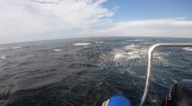 A shark hit the small boat while chasing lunch during the 2023 sardine run off the Wild coast of South Africa