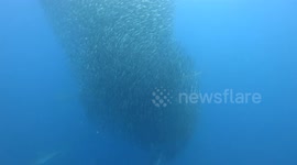Shark attacks massive vertical bait ball during the 2023 sardine run in South Africa