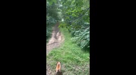 Dog ensures safe landing