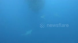 Shark attacks massive vertical bait ball during the 2023 sardine run in South Africa