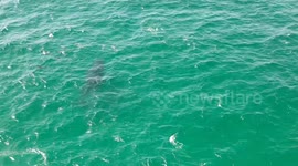 Humpback Whale playing with a pod of Dolphins off North Stradbroke Island, Queensland, Australia