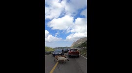 Lambs captivate with unexplained leaps over invisible hurdles