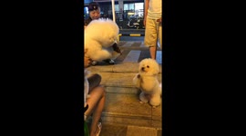 Bichon frises captivate the internet with their unique paw-bowing greeting