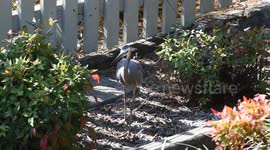 White-faced heron preying and feeding on lizards in backyard