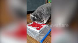 'Pomcasso' paints custom art to raise $45k to save her life