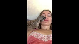 Curious meerkat named Lulu shares playful sniffs with owner