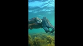 Captivating cuttlefish encounter in the annual mating gathering, Whyalla, South Australia