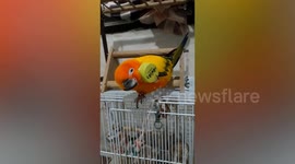 Pet parrot scratches head with bottle cap