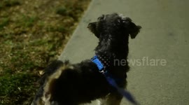 Paseo de bom bom y coco mis mascotas en Gardena, Los Angeles California