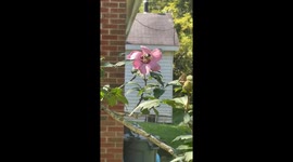 We need bees to pollinate the Flowers A Keep The Earth Green!!!!