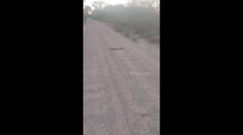 Man Trips Trying To Save Alligator