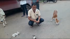 The man is feeding biscuits on the road to the dog, cat and cow