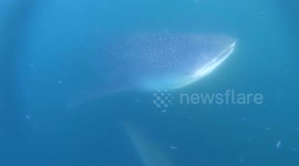 Four whale sharks gorge on tiny shrimps off an Indonesian bagan (fishing platform) on Augusts 20, 2023