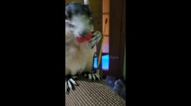 Smokey the Candy Bandit